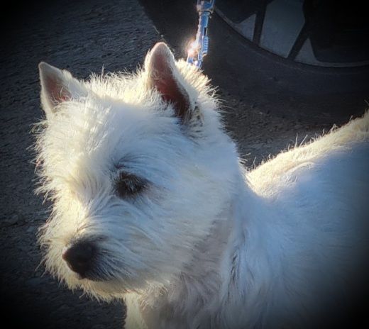 Les West Highland White Terrier de l'affixe Eve Garcia