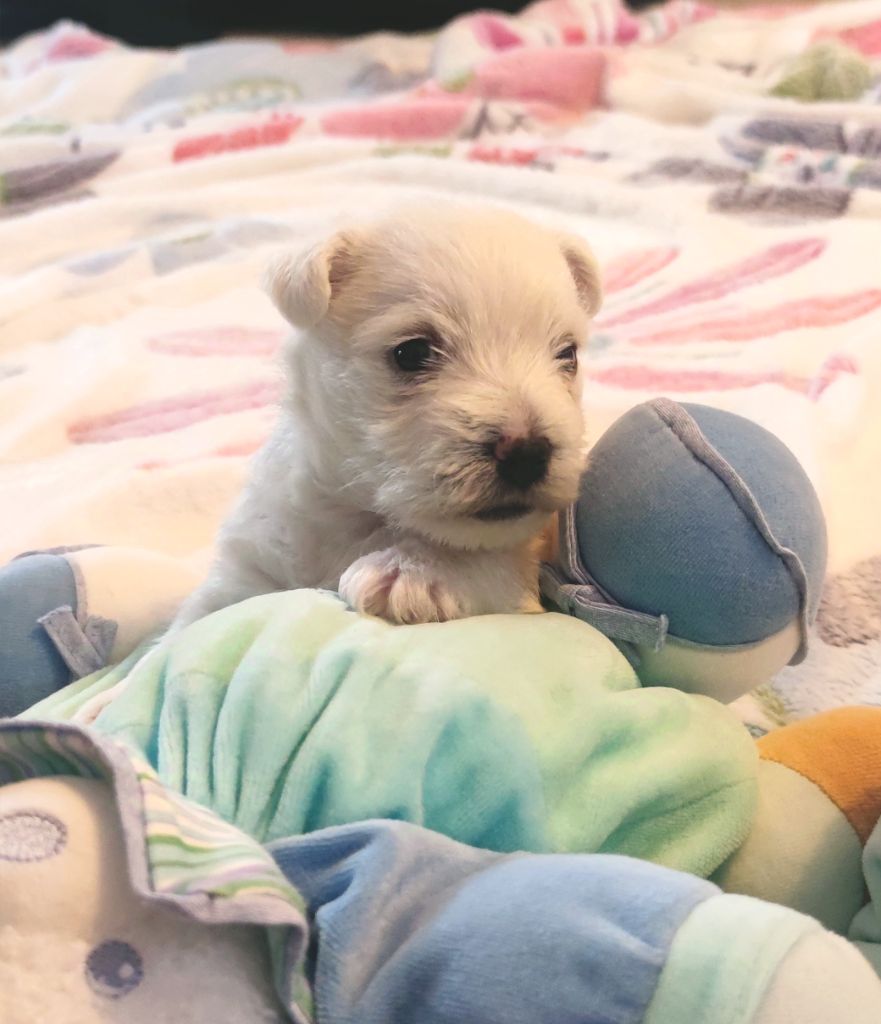 Eve Garcia - Chiot disponible  - West Highland White Terrier