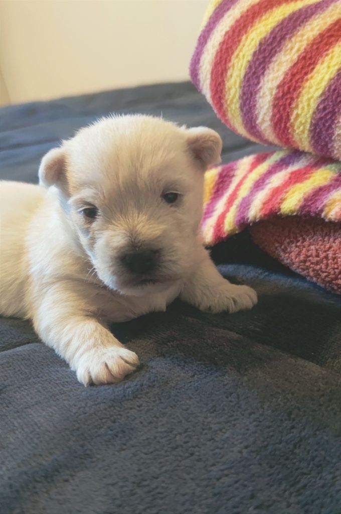 Eve Garcia - Chiot disponible  - West Highland White Terrier