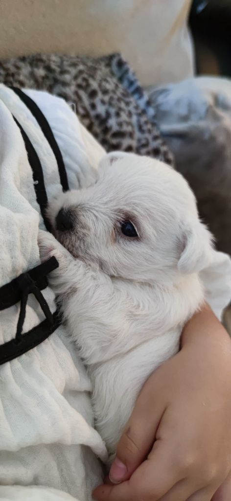 Eve Garcia - Chiot disponible  - West Highland White Terrier