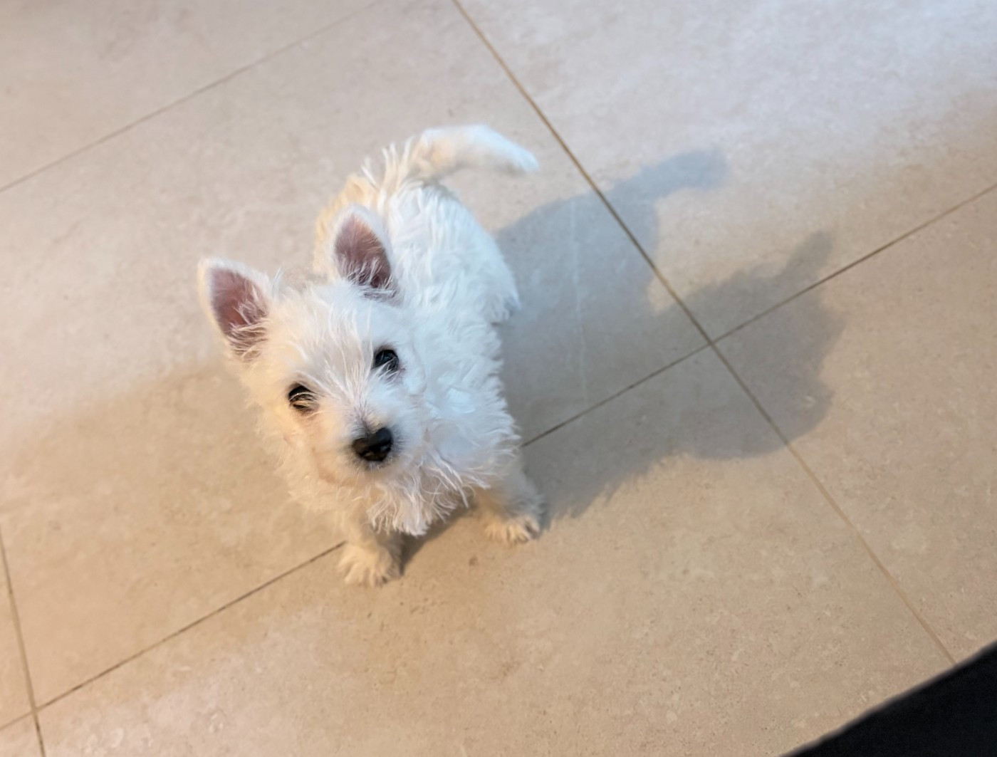 1 petit mâle disponible dés aujourd'hui