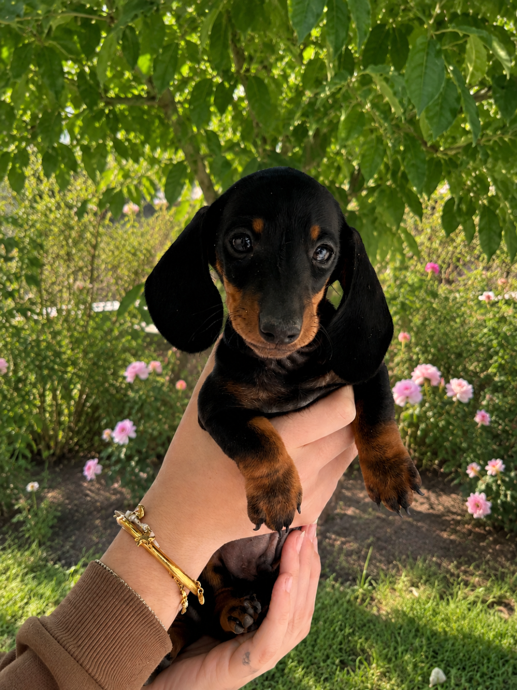 Petits Teckels nains disponibles le 15 mai 2026