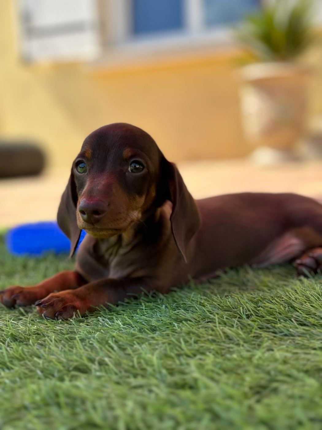 Eve Garcia - Chiots disponibles - Teckel poil ras