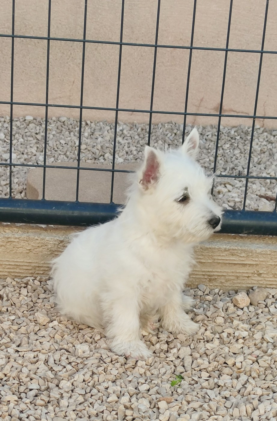 Chiot West Highland White Terrier Eve Garcia