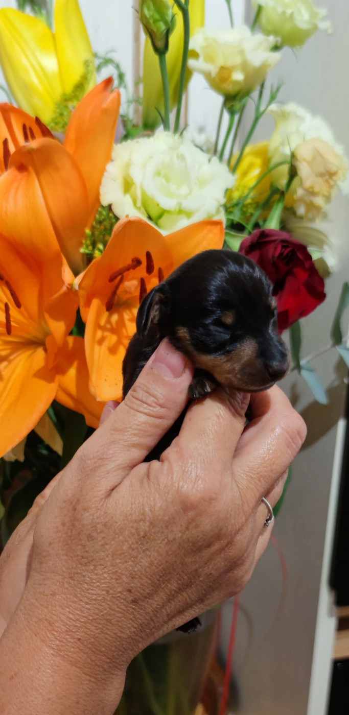 Eve Garcia - Chiots disponibles - Teckel poil ras