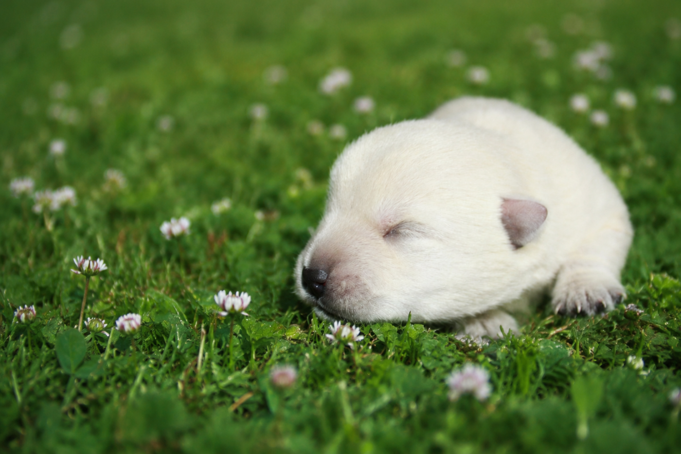 Chiot West Highland White Terrier Eve Garcia