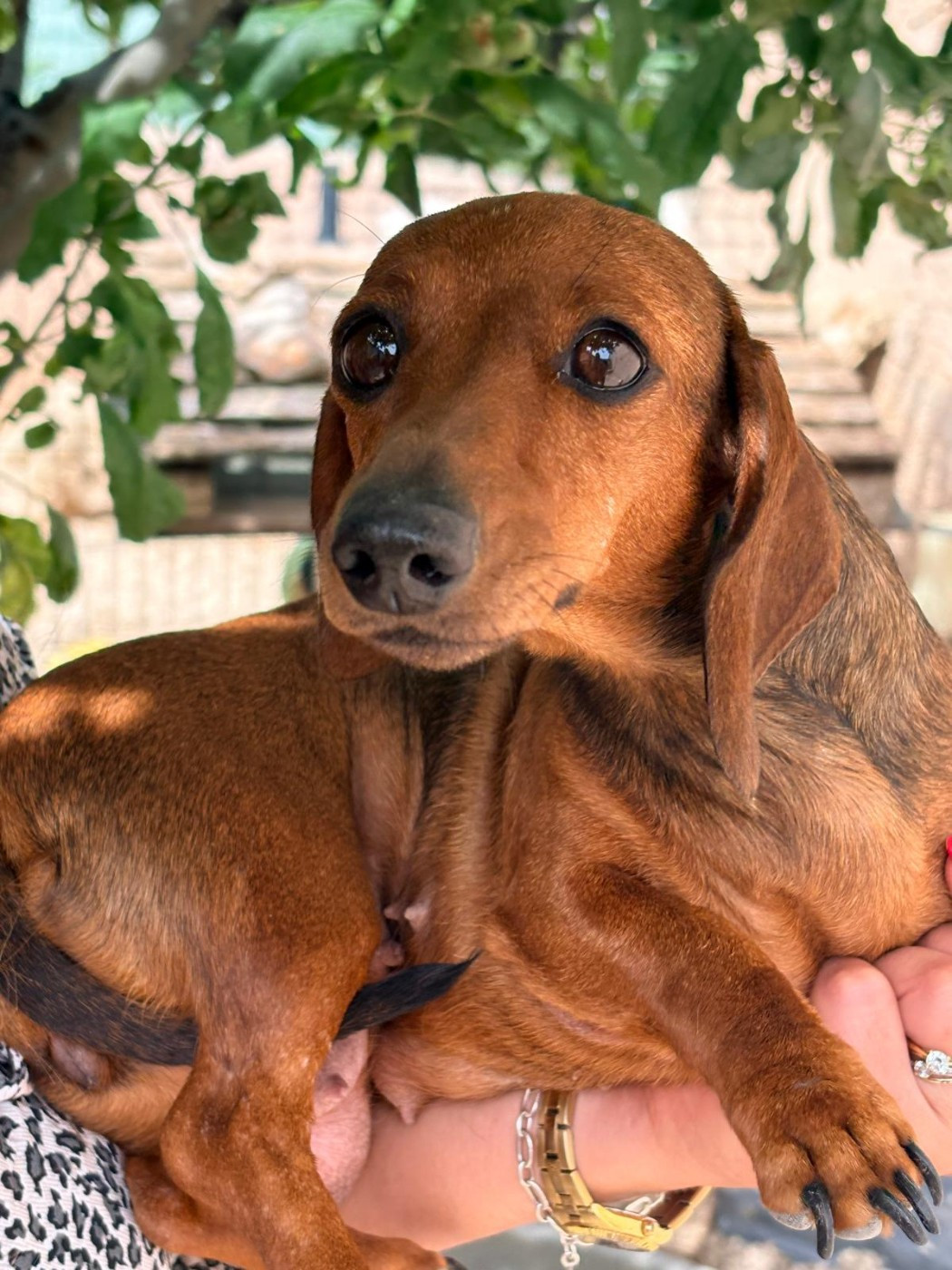 Chiot Teckel poil ras Eve Garcia
