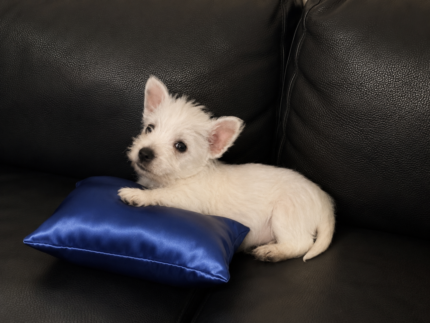 Eve Garcia - Chiots disponibles - West Highland White Terrier
