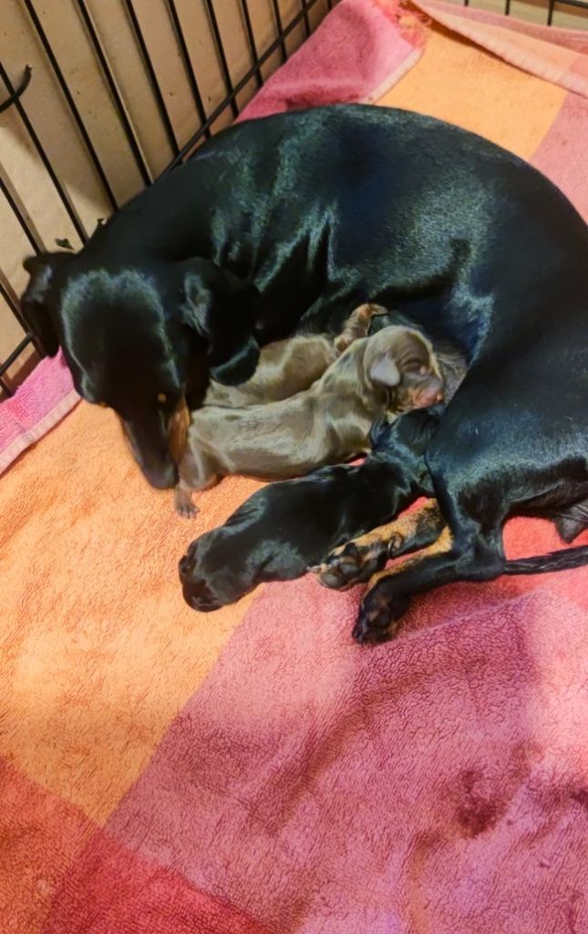 Chiot Teckel poil ras Eve Garcia