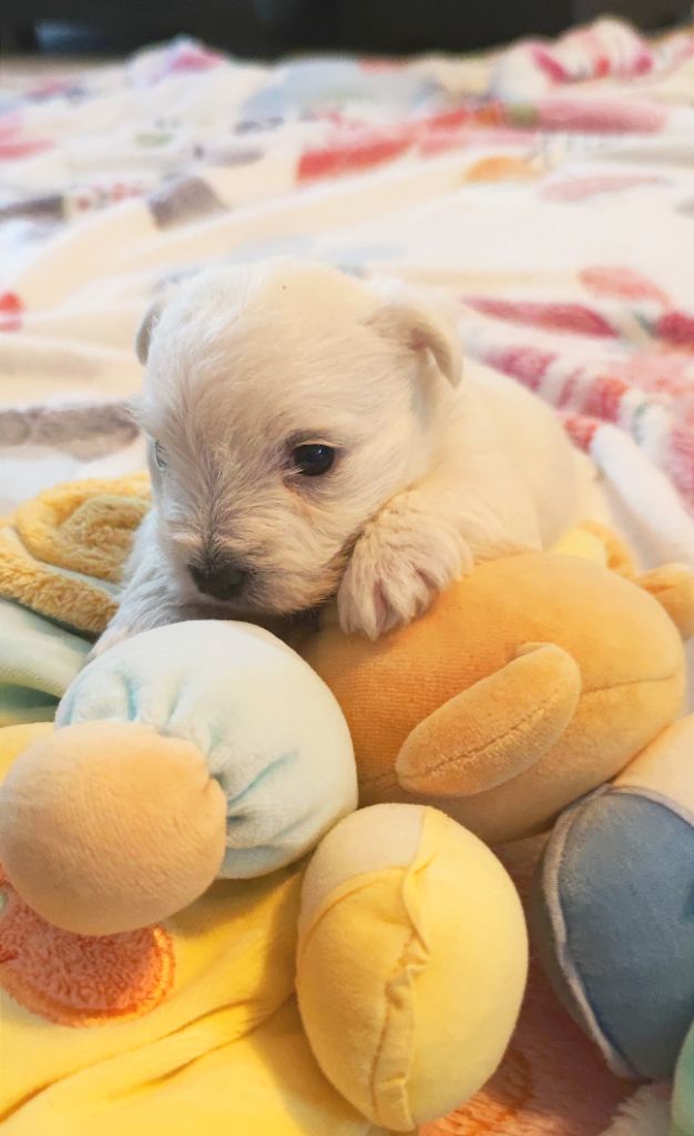 Eve Garcia - West Highland White Terrier - Portée née le 18/11/2024