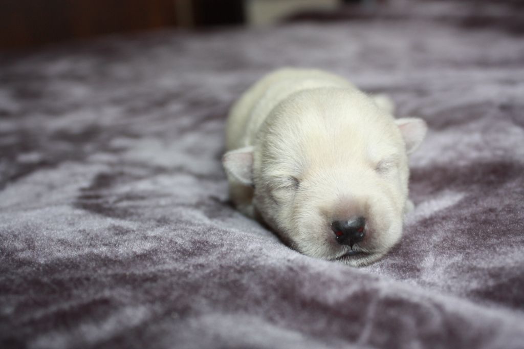 Chiot West Highland White Terrier Eve Garcia